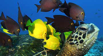 Deep Sea 3D image